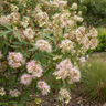Blueberry Ash Tree