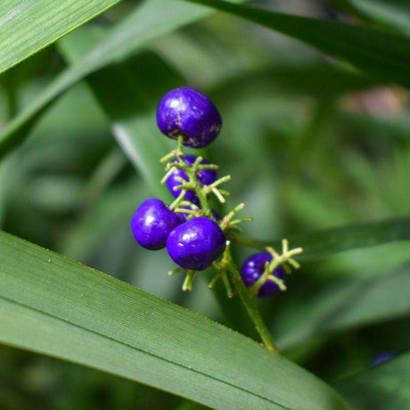 Blueberry Lily - Dianella caerulea-Evergreen,Full Sun,Grass,Moderate Growing,Moderate Water,Native,Outdoor-Nursery Near Me