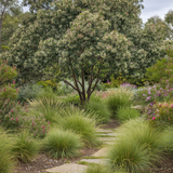 Blueberry Ash Tree - Elaeocarpus reticulatus