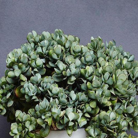 Bluebird Jade - Crassula ‘Bluebird’-Evergreen,Full Sun,Indoor,Low Water,Ornamental,Slow Growing,Succulent-Nursery Near Me