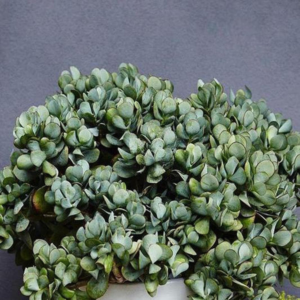 bluebird jade plant Bluebird Jade - Crassula 'Bluebird'