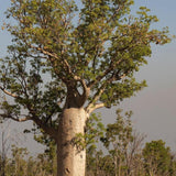 Boab Tree (Adansonia gregorii) - Ex ground-Deciduous,Ex Ground,Full Sun,Low Water,Native,Outdoor,Slow Growing,Tree-Nursery Near Me