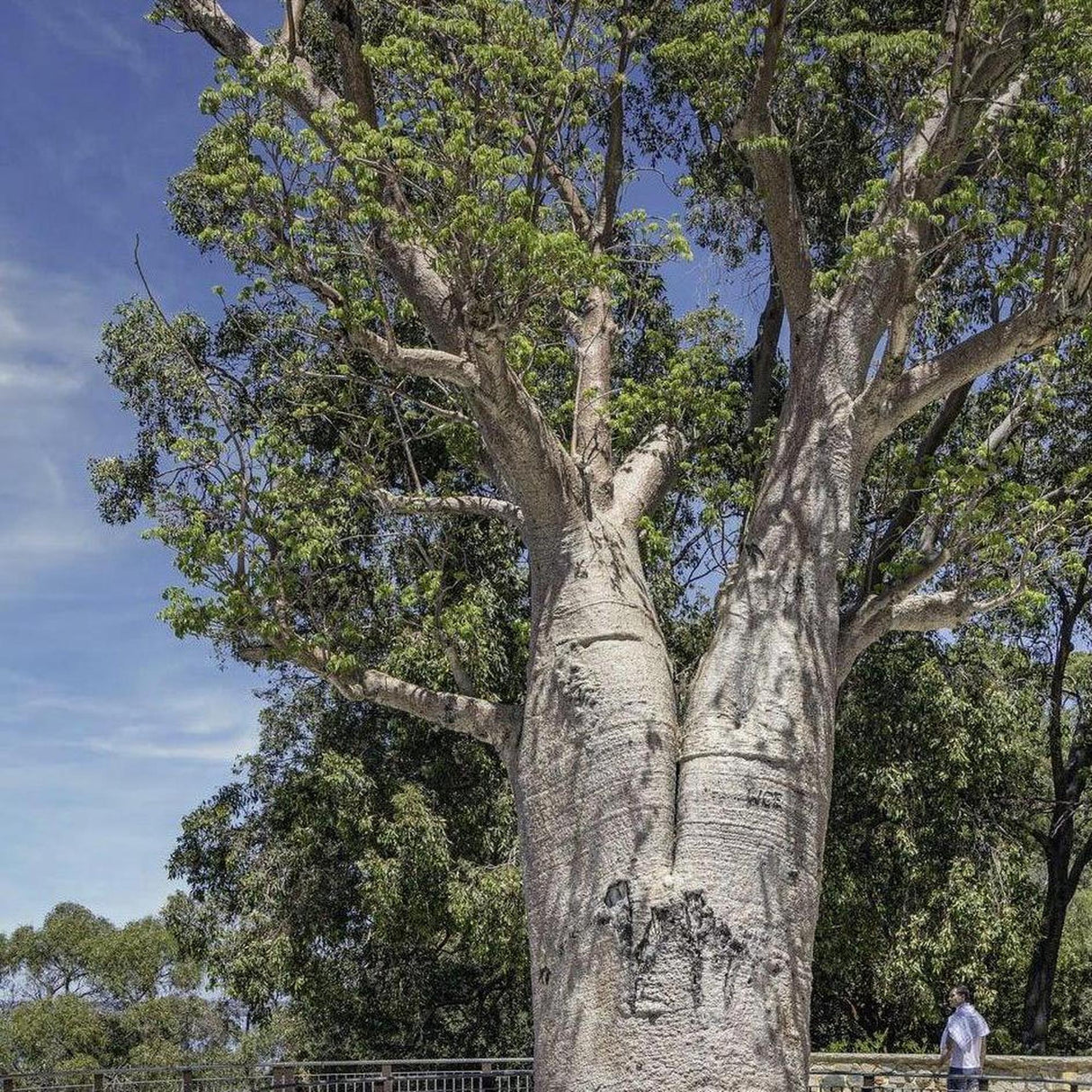 Boab Tree (Adansonia gregorii) - Ex ground-Deciduous,Ex Ground,Full Sun,Low Water,Native,Outdoor,Slow Growing,Tree-Nursery Near Me