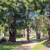 Boab Tree (Adansonia gregorii) - Ex ground-Deciduous,Ex Ground,Full Sun,Low Water,Native,Outdoor,Slow Growing,Tree-Nursery Near Me