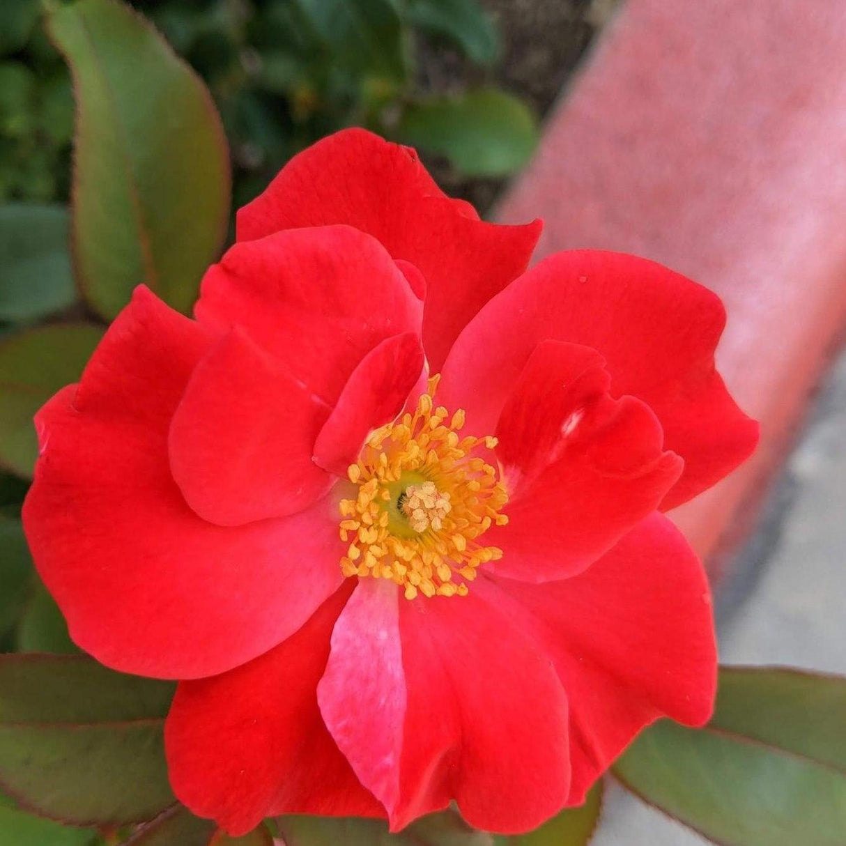 Bonanza Camellia - Camellia sasanqua 'Bonanza'-Evergreen,Flowering,Moderate Water,Ornamental,Outdoor,Partial Shade,Slow Growing-Nursery Near Me