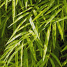 Bonnie Bamboo Plant