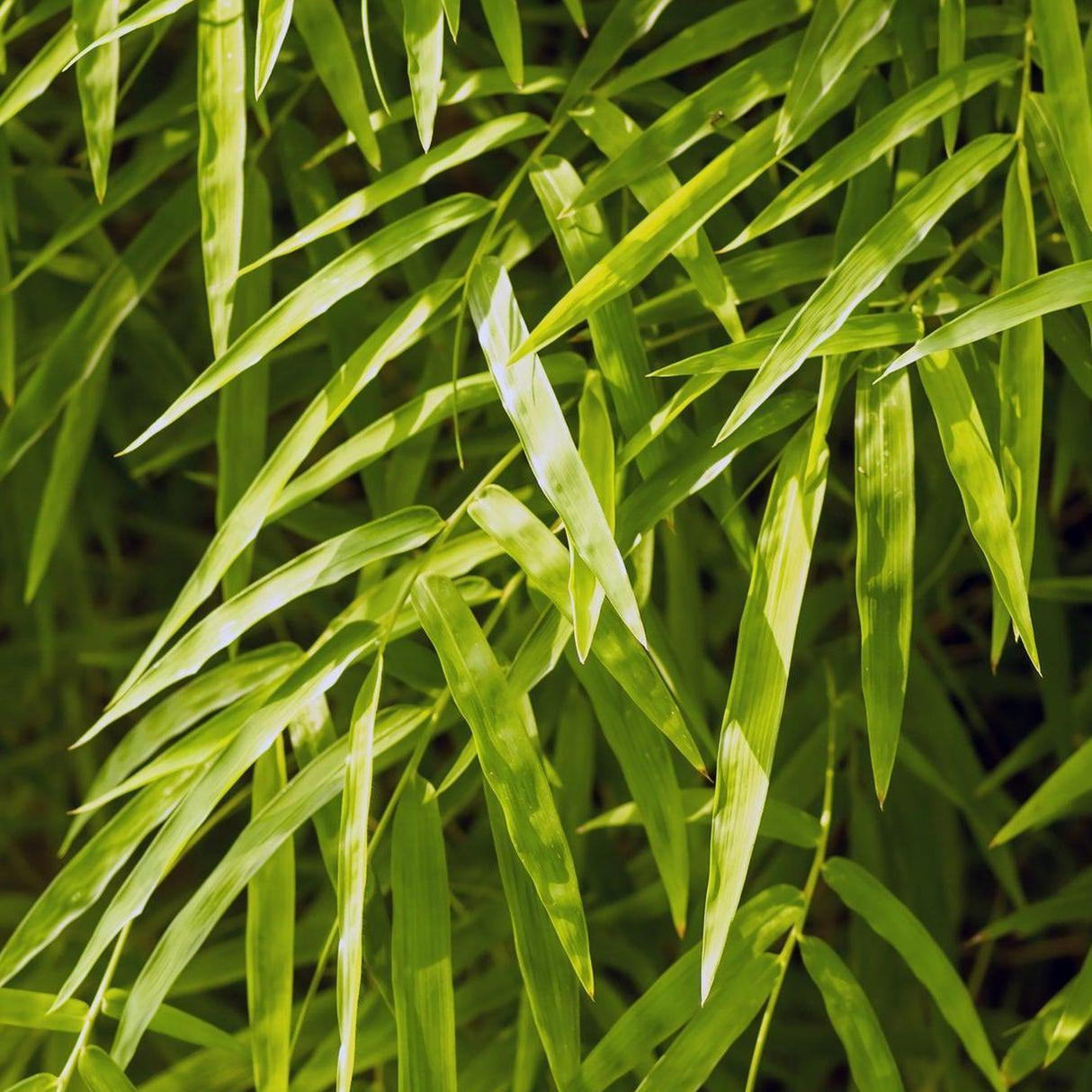 Bonnie Bamboo Plant - Bambusa boniopsis-Bamboo,Evergreen,Fast Growing,Full Sun,Moderate Water,Outdoor,Screening-Nursery Near Me