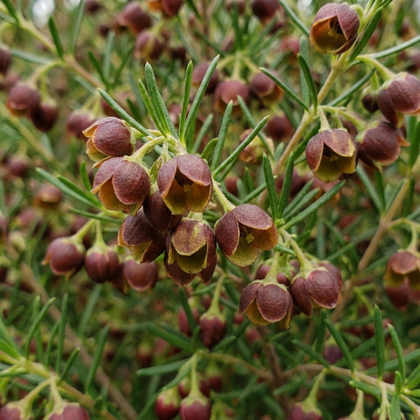 Clusters of small, round, reddish-brown buds and narrow green leaves decorate the dense Australian native Boronia megastigma – Brown Boronia megastigma, prized for its fragrant flowers.