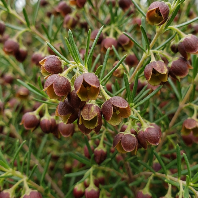 Clusters of small, round, reddish-brown buds and narrow green leaves decorate the dense Australian native Boronia megastigma – Brown Boronia megastigma, prized for its fragrant flowers.