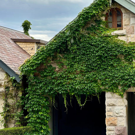 Boston Ivy - Parthenocissus tricuspidata-Climber,Deciduous,Fast Growing,Full Sun,Moderate Water,Ornamental,Outdoor-Nursery Near Me