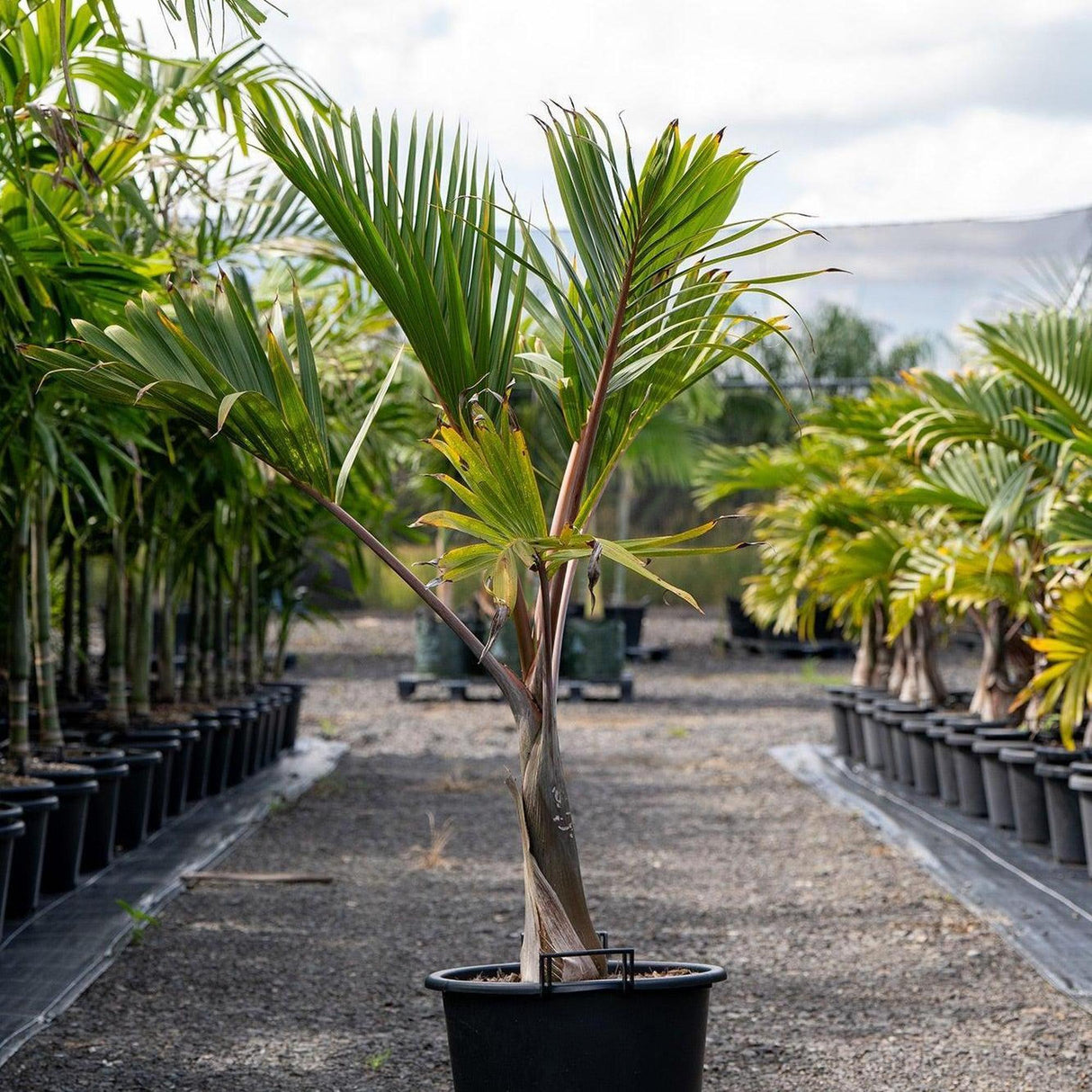 Bottle Palm - Hyophorbe lagenicaulis-Evergreen,Full Sun,Moderate Water,Outdoor,Palm,Slow Growing,Tropical-Nursery Near Me