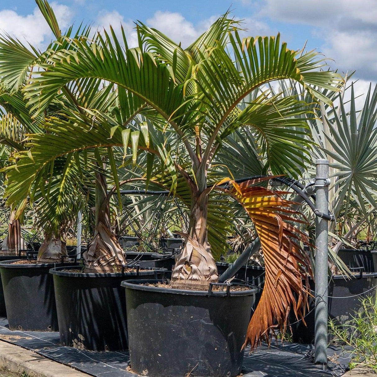 Bottle Palm - Hyophorbe lagenicaulis-Evergreen,Full Sun,Moderate Water,Outdoor,Palm,Slow Growing,Tropical-Nursery Near Me