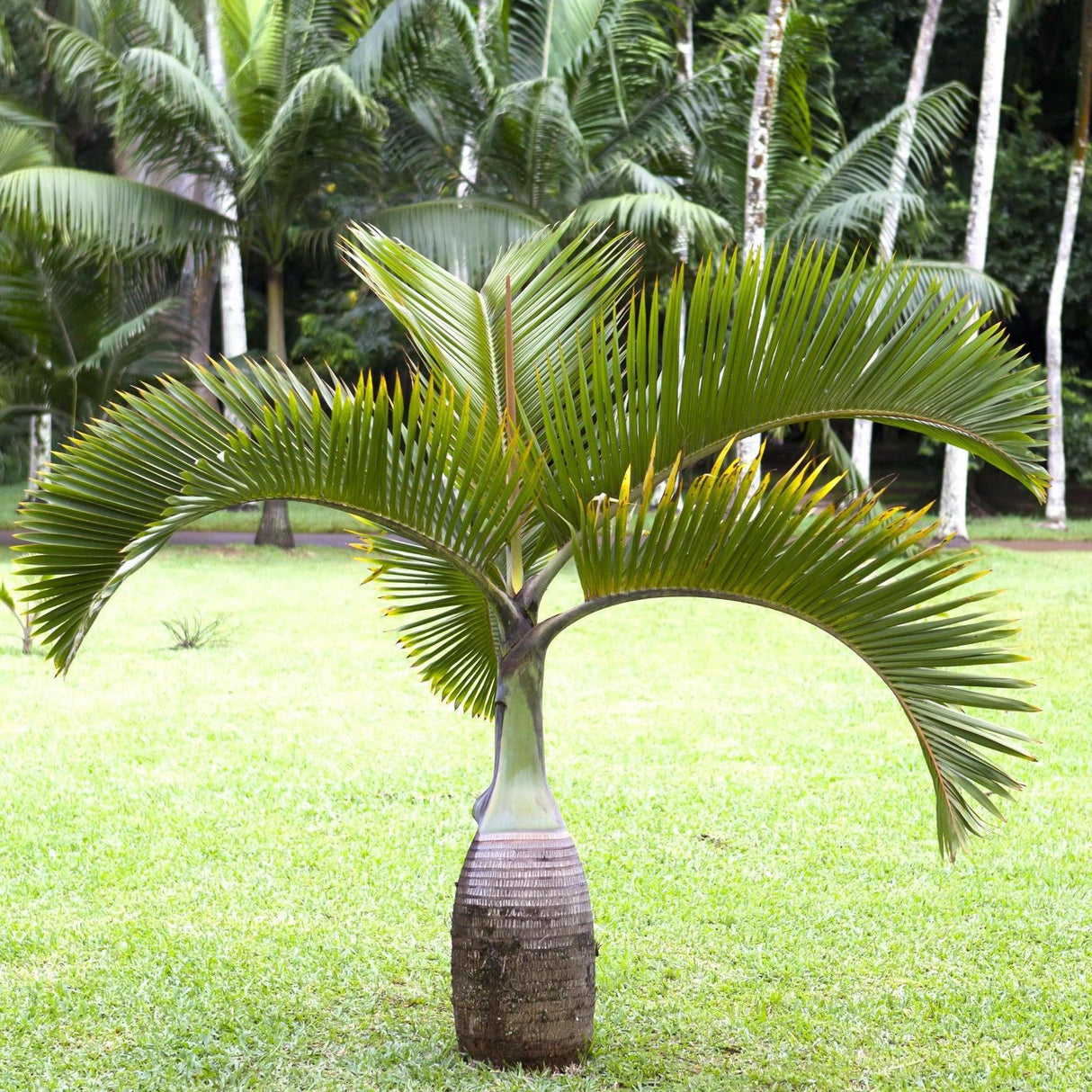 Bottle Palm - Hyophorbe lagenicaulis-Evergreen,Full Sun,Moderate Water,Outdoor,Palm,Slow Growing,Tropical-Nursery Near Me