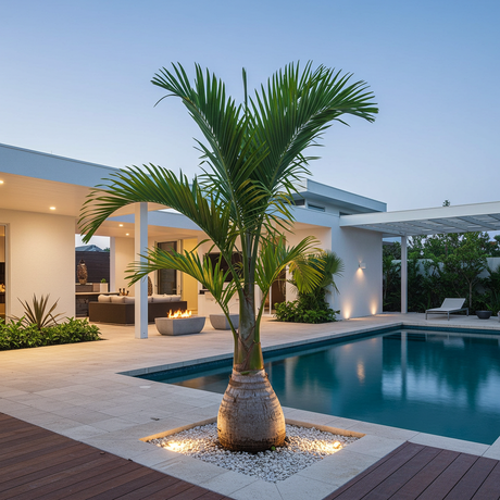 A Bottle Palm (Hyophorbe lagenicaulis) stands beside a modern house and pool at sunset, with lights illuminating the garden and pool area.