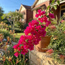 Bougainvillea ‘Scarlet O’Hara’