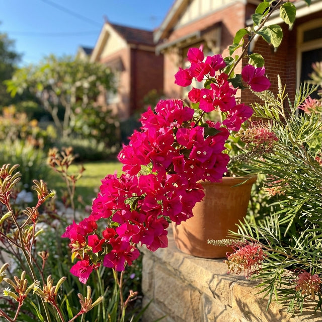 A Bougainvillea ‘Scarlet O’Hara’ (Bougainvillea spp.) with vivid pink blooms thrives in a sunny garden by a brick house, highlighting this drought-tolerant plant’s striking color.