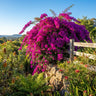 Bougainvillea ‘Smarty Pants’