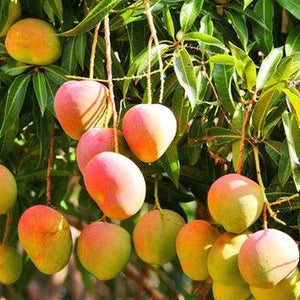 Bowen Mango Tree