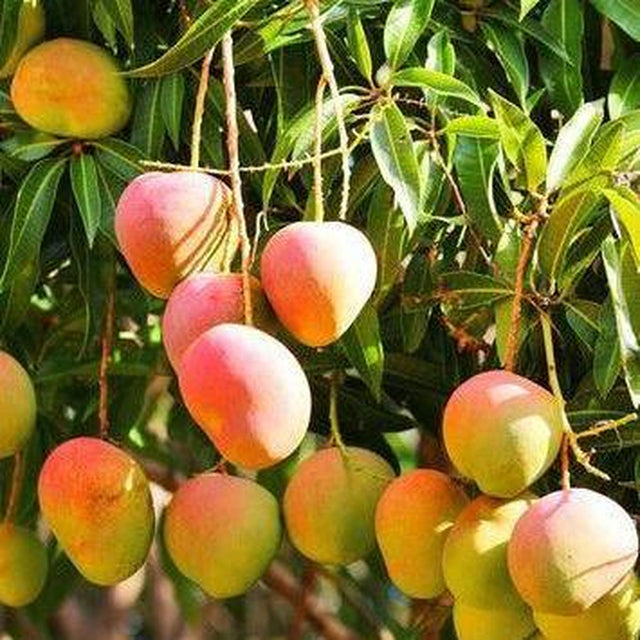 Bowen Mango Tree - Bowen Mangifera indica-Evergreen,Fast Growing,Fruiting,Full Sun,Moderate Water,Outdoor,Tropical-Nursery Near Me