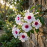 Bower Vine