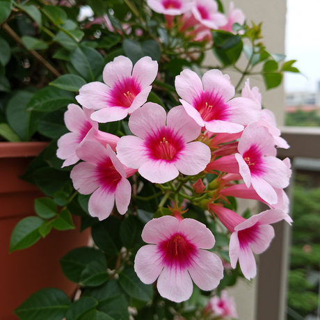 A Bower of Beauty Pandorea (Pandorea jasminoides 'Bower of Beauty') climbs in a pot on a balcony, its pink trumpet flowers with dark pink centers surrounded by lush green leaves.