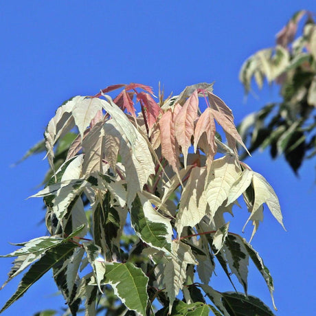 Boxelder Maple Tree - Acer negundo 'Flamingo'-Deciduous,Full Sun,Moderate Growing,Moderate Water,Ornamental,Outdoor,Tree-Nursery Near Me