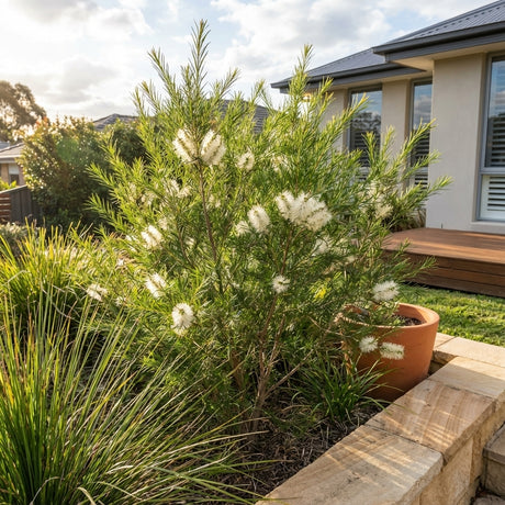 The Bracelet Honey Myrtle (Melaleuca armillaris dwarf form) is a compact Australian native shrub with fluffy white flowers, perfect for adding charm and texture to garden beds beside houses and decks.