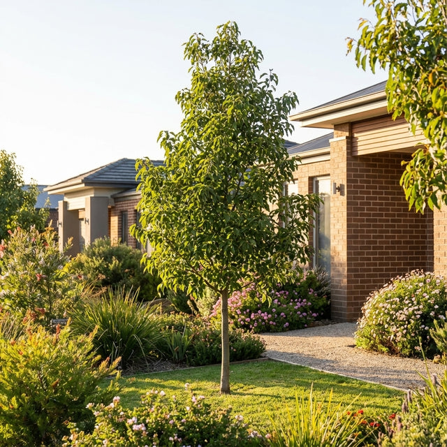 A Brachychiton 'Bella Pink' young tree and a lush garden bloom in front of a modern brick house on a sunny day.
