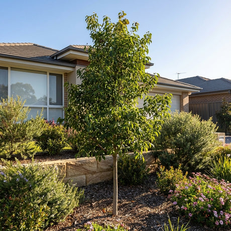 A young Brachychiton ‘Magenta Bells’ (DB01) Grafted tree with green leaves enhances a modern front yard, highlighting its drought-tolerant beauty.