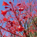 Brachychiton acerifolius Flame Tree - Ex Ground-Deciduous,Ex Ground,Fast Growing,Flowering,Full Sun,Moderate Water,Native,Outdoor,Tree-Nursery Near Me