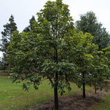 Brachychiton acerifolius Flame Tree - Ex Ground-Deciduous,Ex Ground,Fast Growing,Flowering,Full Sun,Moderate Water,Native,Outdoor,Tree-Nursery Near Me