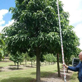 Brachychiton acerifolius Flame Tree - Ex Ground-Deciduous,Ex Ground,Fast Growing,Flowering,Full Sun,Moderate Water,Native,Outdoor,Tree-Nursery Near Me