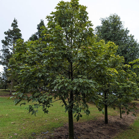 A lush Brachychiton acerifolius (Flame Tree) - Ex Ground with dense green foliage stands on a grassy lawn, with additional trees in the background.