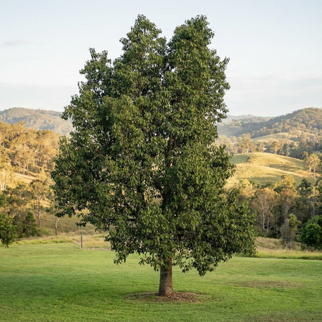 A single Kurrajong Tree (Brachychiton populneus) stands lush and green in a grassy field, with rolling hills in the background.