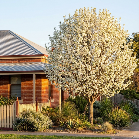 A Bradford Pear (Pyrus calleryana ‘Bradford’) with white blooms enhances the landscape in front of a brick house with a gray roof and garden, creating an elegant focal point.