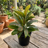 Brandy Lime Cordyline
