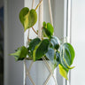Brasil Philodendron