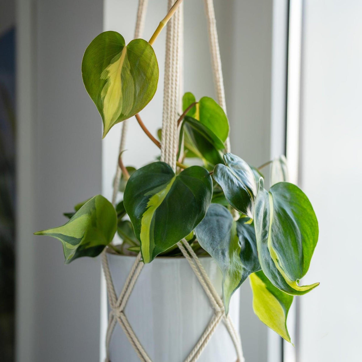 Brasil Philodendron - Philodendron hederaceum 'Brasil'-Evergreen,Flowering,Indoor,Moderate Growing,Moderate Water,Partial Shade,Tropical-Nursery Near Me