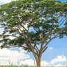 Brazilian Ironwood