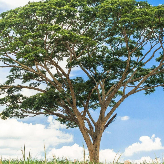 Brazilian Ironwood - Caesalpinia ferrea-Deciduous,Fast Growing,Full Sun,Low Water,Outdoor,Tree,Tropical-Nursery Near Me