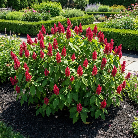 The Brazilian Red Cloak (Megaskepasma erythrochlamys) is a tropical shrub with striking crimson flower bracts, ideal for adding bold color among green shrubs and hedges in landscaped gardens.