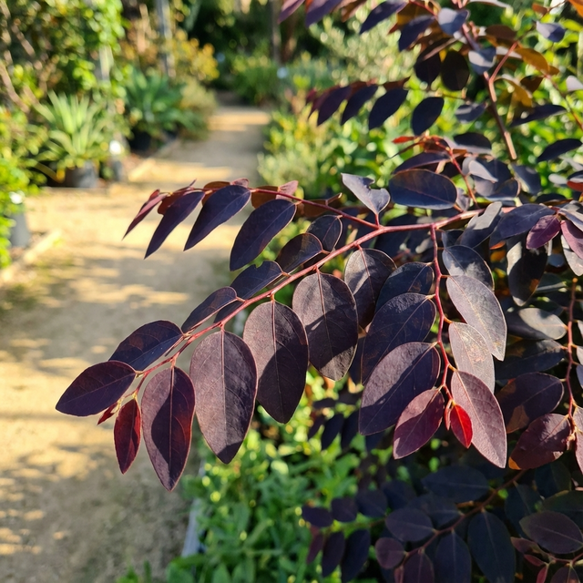 Close-up of Breynia ‘Ironstone Range’ (Breynia disticha ‘Ironstone Range’), an ornamental shrub with dark purple foliage, set against a sunlit garden path and blurred green background.