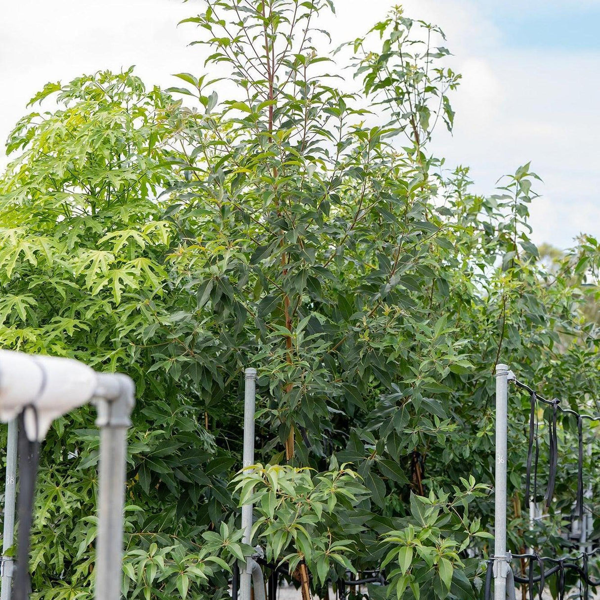 Brisbane Box - Lophostemon confertus-Evergreen,Fast Growing,Full Sun,Moderate Water,Outdoor,Screening,Tree-Nursery Near Me