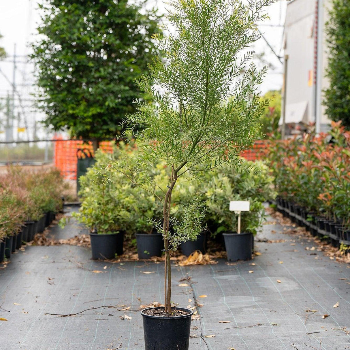 Brisbane Golden Wattle - Acacia fimbriata-Evergreen,Fast Growing,Flowering,Full Sun,Low Water,Native,Outdoor,Screening-Nursery Near Me