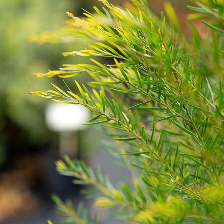 Brisbane Golden Wattle - Acacia fimbriata-Evergreen,Fast Growing,Flowering,Full Sun,Low Water,Native,Outdoor,Screening-Nursery Near Me