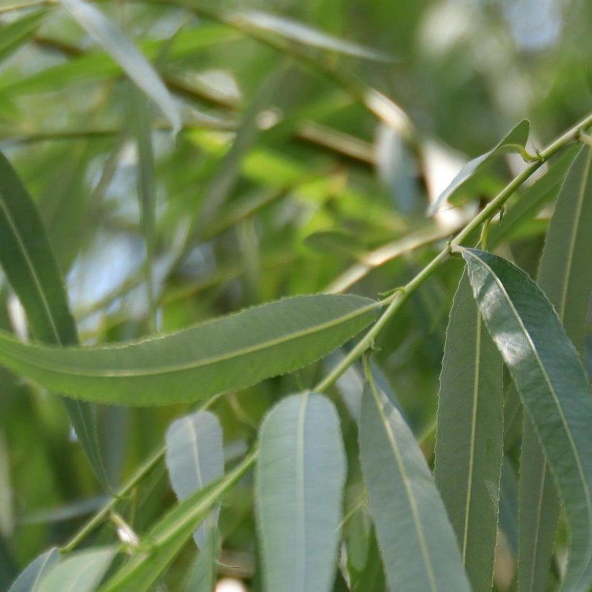 Broad Leaf Melaleuca - Melaleuca leucadendra 'Broad Leaf'-Evergreen,Full Sun,Moderate Growing,Moderate Water,Native,Outdoor,Tree-Nursery Near Me