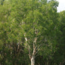 Broad Leaf Melaleuca