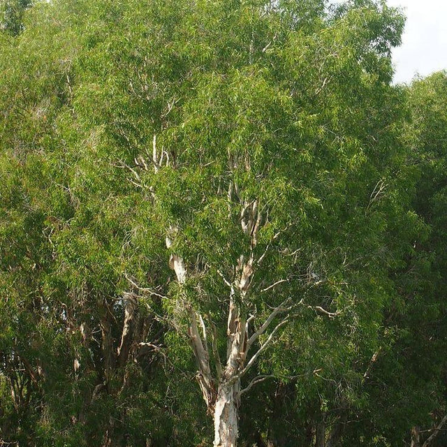 Broad Leaf Melaleuca - Melaleuca leucadendra 'Broad Leaf'-Evergreen,Full Sun,Moderate Growing,Moderate Water,Native,Outdoor,Tree-Nursery Near Me