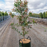 Broad Leaved Lilly Pilly - Syzygium hemilamprum in a fabric planter bag on a dirt road, ideal for privacy hedges and valued for its edible pink berries. Scenic fields and a cloudy sky in the background.