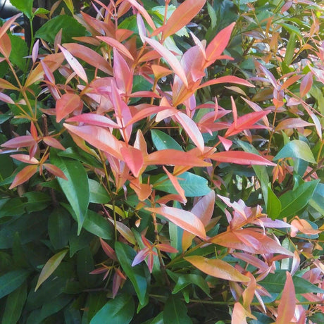 Broad Leaved Lilly Pilly - Syzygium hemilamprum-Evergreen,Moderate Water,Native,Outdoor,Partial Shade,Screening,Shrub,Slow Growing-Nursery Near Me